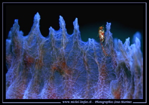 Little Goby on a sponge... by Michel Lonfat 